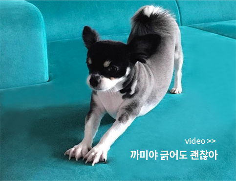 헷세드 소파 위에서 발톱으로 긁는 반려견 까미 — 헷튜브 영상 썸네일